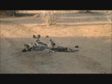 Afrikaanse wilde honden