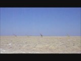 Giraffen in Ethosa