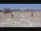 Cheetah's