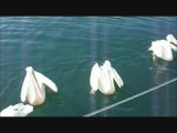 Pelikanen in Walvis Bay