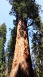 Een van de Sequoia bomen