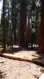 De General Sherman
