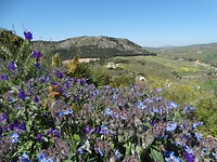Segesta