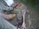 Bovenop een olifant