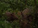 Moeder met jong
