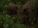 Rhino