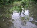 Met olifant door het water