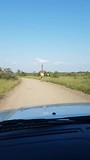 Giraffen in Kruger NP