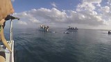 dolfijnen naast onze boot