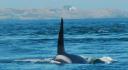 orka3