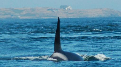 orka3