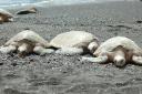 Black sand Beach