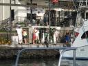Net gevangen vis in de haven