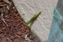 Gecko