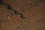 Python in Yala NP