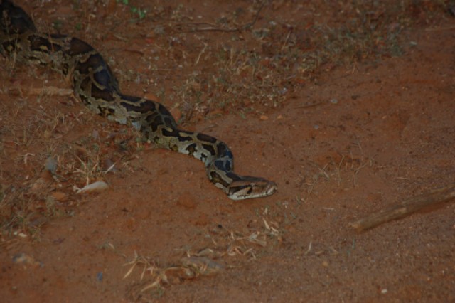 Python in Yala NP