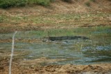 Krokodil in Yala NP