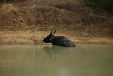 Wilde waterbuffel in Yala NP