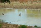 Pelikanen in Yala NP