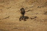 Wild zwijn met baby's in Yala NP