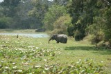 Een van de olifanten in Yala NP