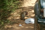 Stelende aap in Yala NP