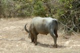 Waterbuffel