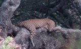Luipaard in Yala NP