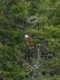 Adelaar in Yala NP