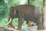 90-jarige blinde olifant