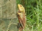 Kameleon