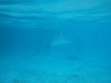 Eagle Ray