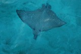 Eagle Ray
