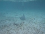Eagle Ray