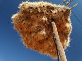 Vogelnest