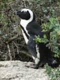 Boulders Beach