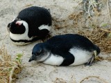 Boulders Beach