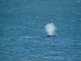 Walvissen in Hermanus