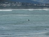 Walvissen in Hermanus