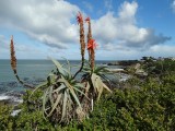 Hermanus baai