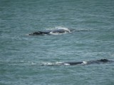 Walvissen in Hermanus