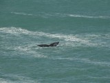 Walvissen in Hermanus
