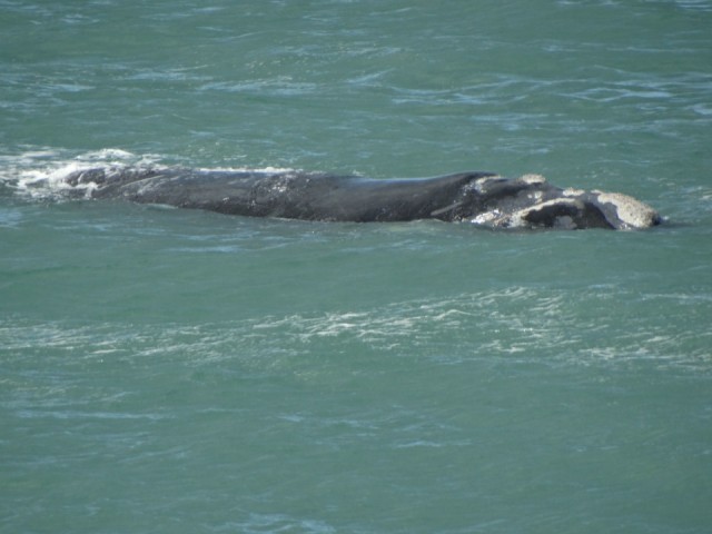 Walvissen in Hermanus