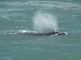 Walvissen in Hermanus