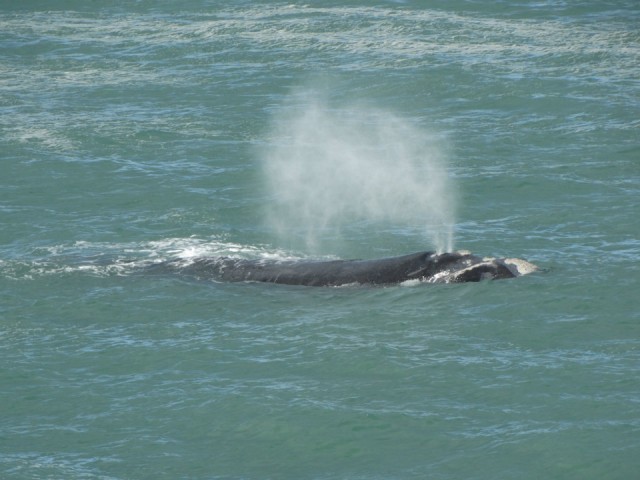 Walvissen in Hermanus