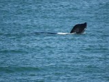 Walvissen in Hermanus