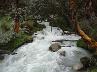 Laguna 69 1