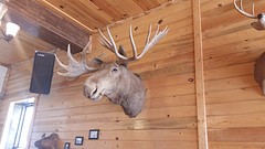 De dierenkoppen aan de wand bij het Cowboy's Smokehouse Cafe