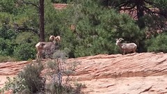 Bighorn sheeps