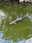 Alligators